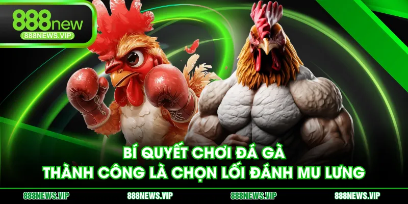 Bí quyết chơi đá gà thành công là chọn lối đánh mu lưng