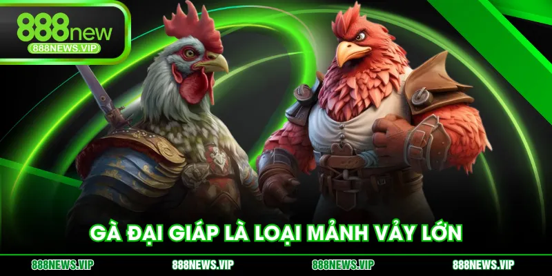 Gà Đại Giáp là loại mảnh vảy lớn